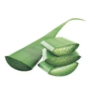 Penca de Sabila Aloe Vera a domicilio al mejor precio iMakrt.co