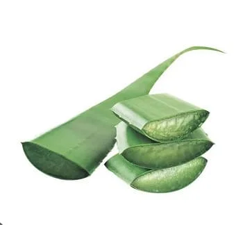 Penca de Sabila Aloe Vera a domicilio al mejor precio iMakrt.co